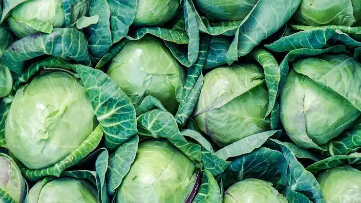 cabbages